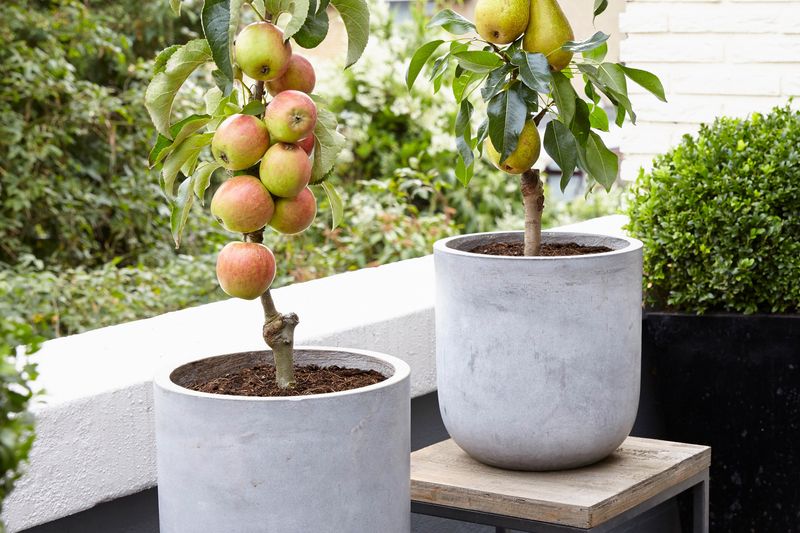 Dwarf Pear Tree