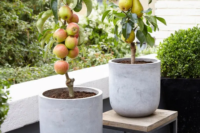 Dwarf Pear Tree