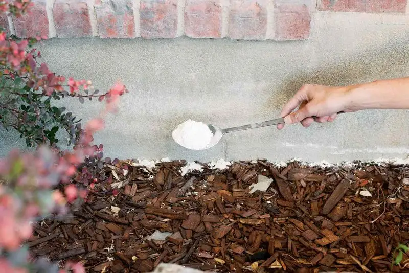 Diatomaceous Earth