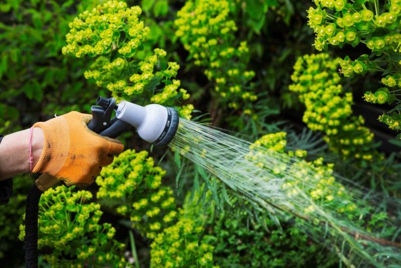 Neglected Garden Maintenance
