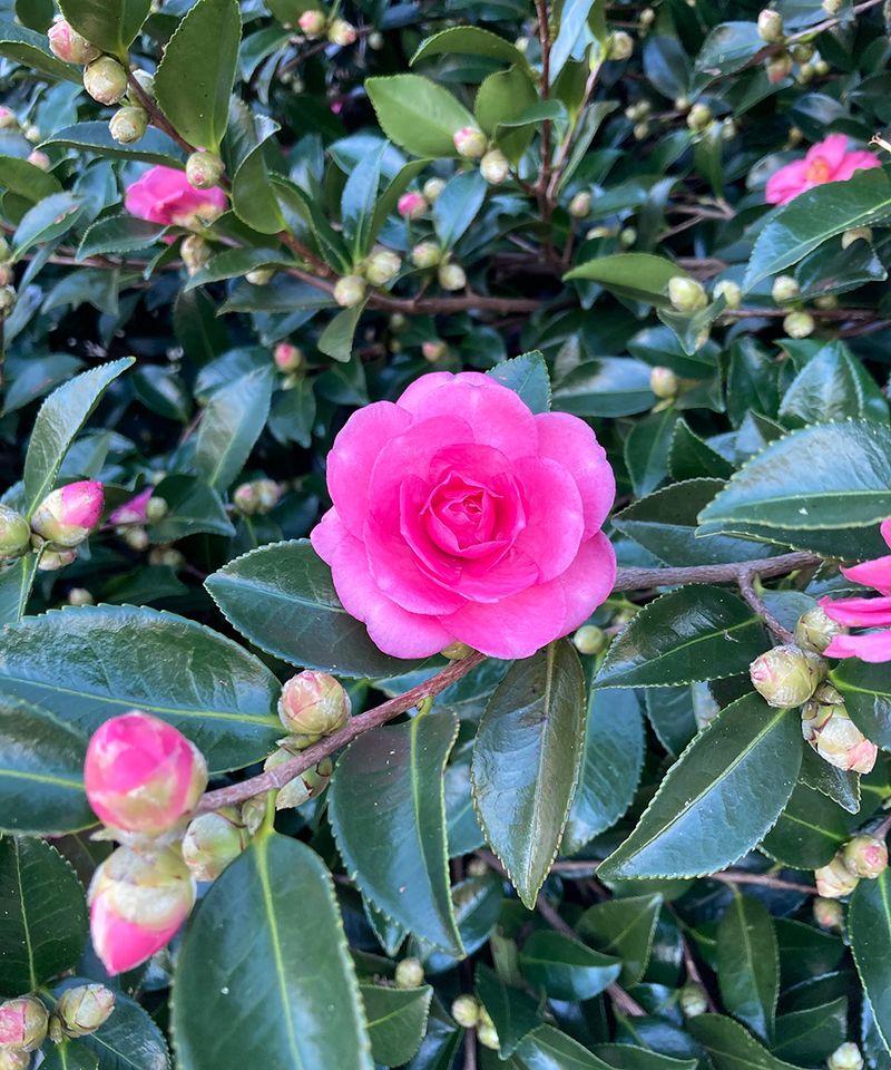 Camellia's Quiet Cousin