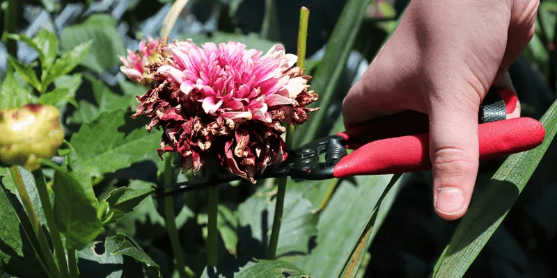 Neglecting Deadheading