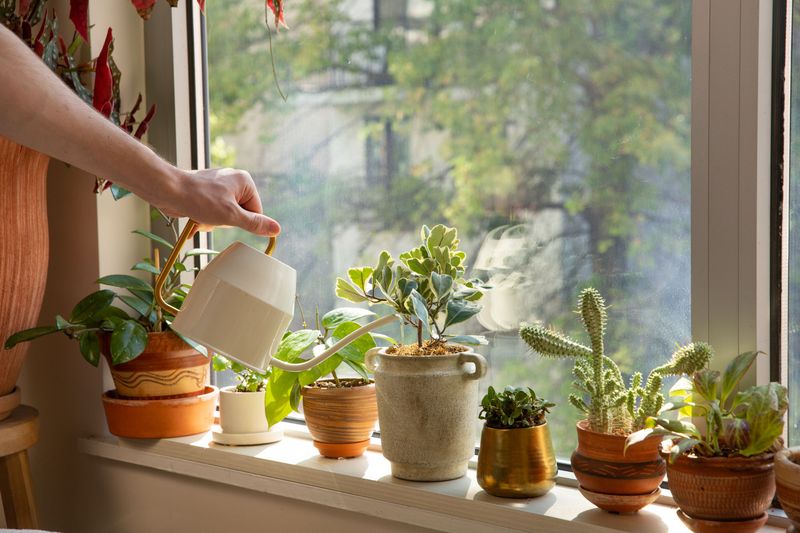 Assuming All Plants Need the Same Care