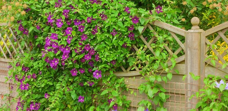 Crowded Planting Conditions
