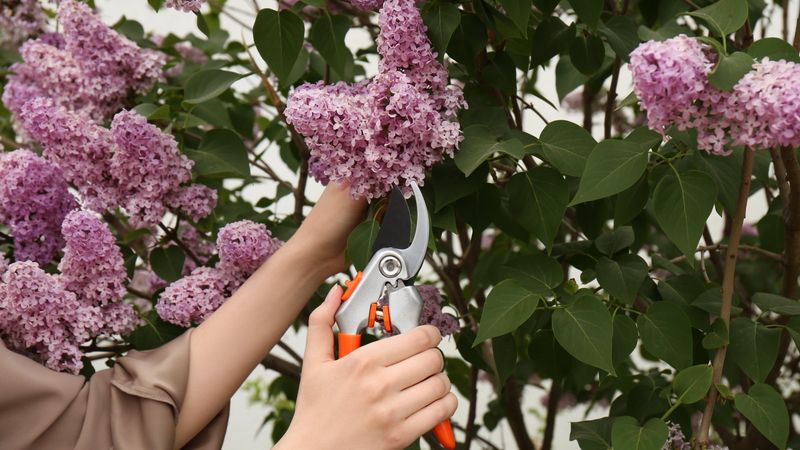Incorrect Pruning of Spring-Flowering Shrubs