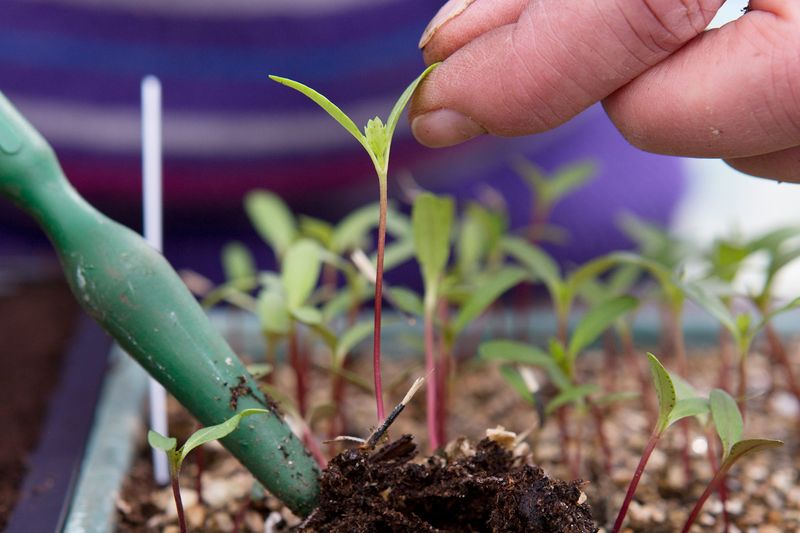 Ignoring Seedling Needs