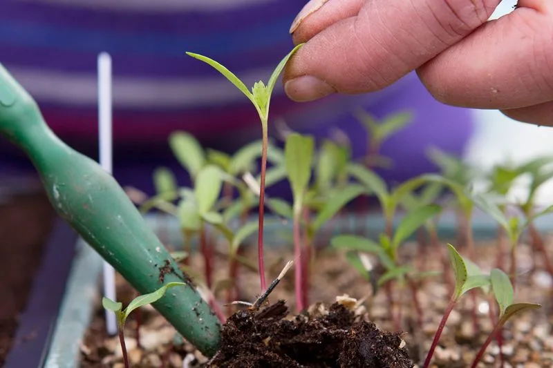 Ignoring Seedling Needs