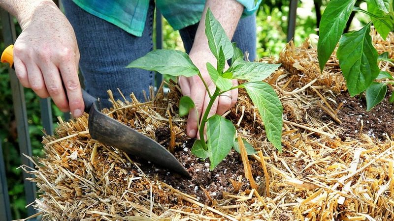 Using the Wrong Fertilizer