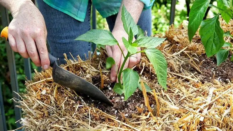Using the Wrong Fertilizer
