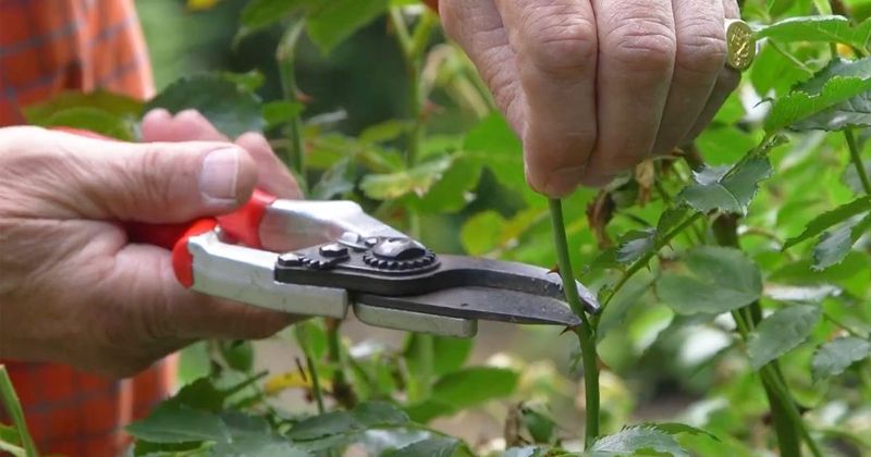Incorrect Pruning Techniques