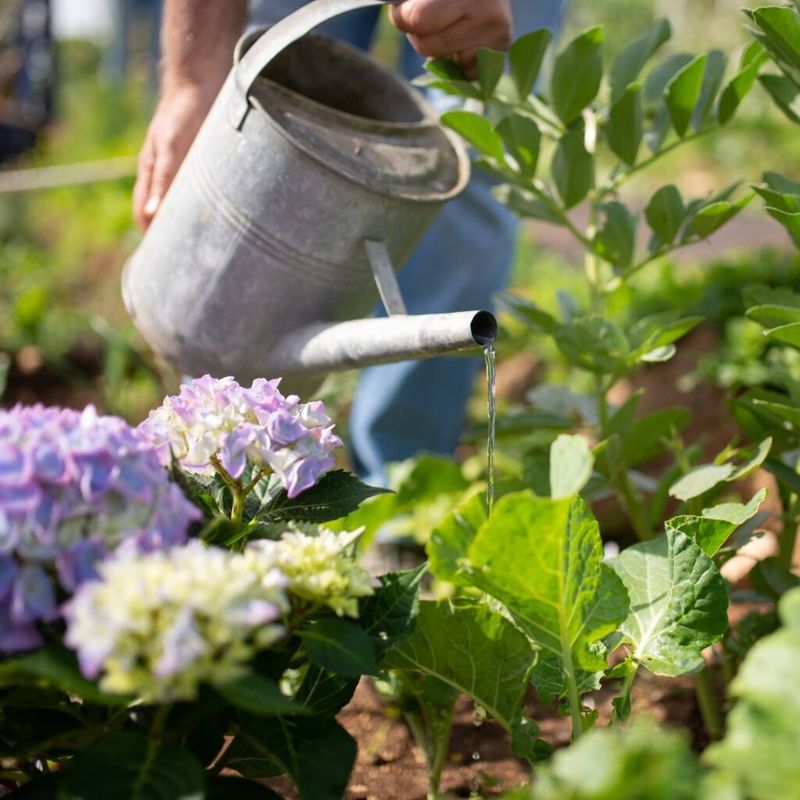 Improper Watering Techniques