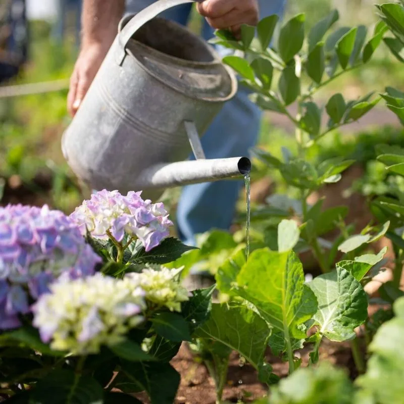 Improper Watering Techniques