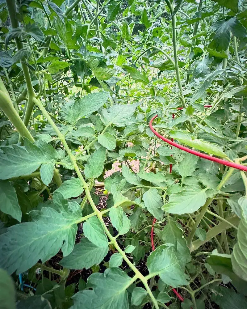 Neglecting to Prune