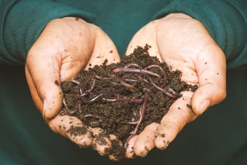 Nematodes