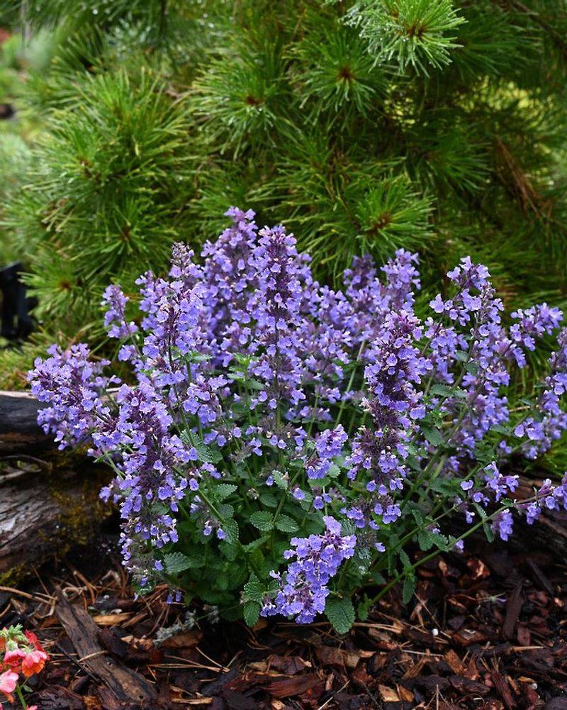 Nepeta