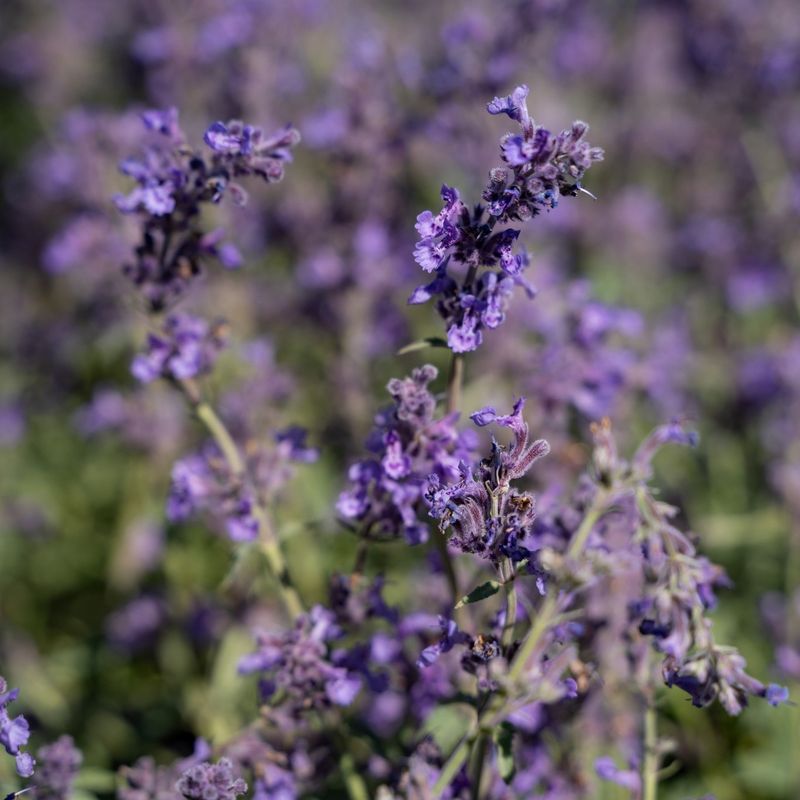 Nepeta (Catmint)