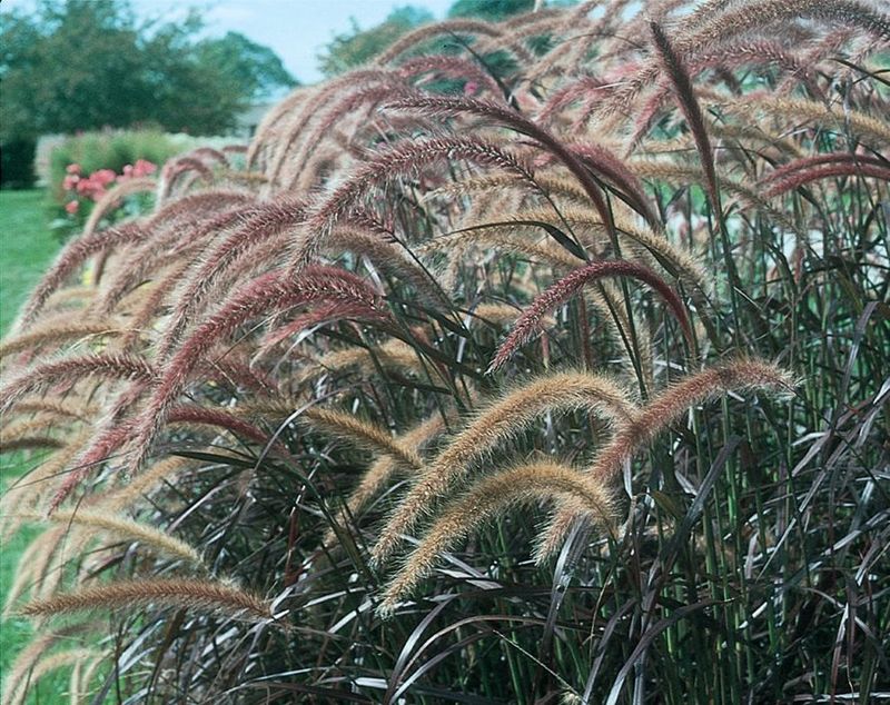 Ornamental Grasses