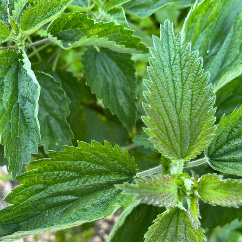 Nettle