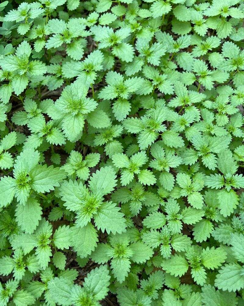 Nettle Haven