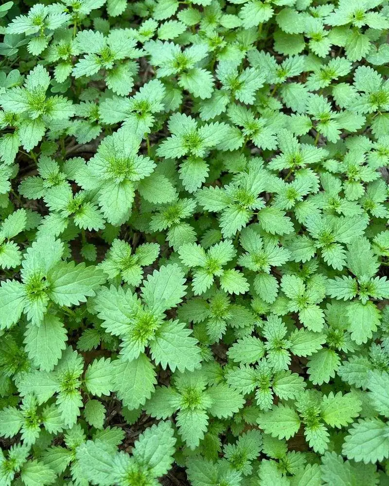 Nettle Haven