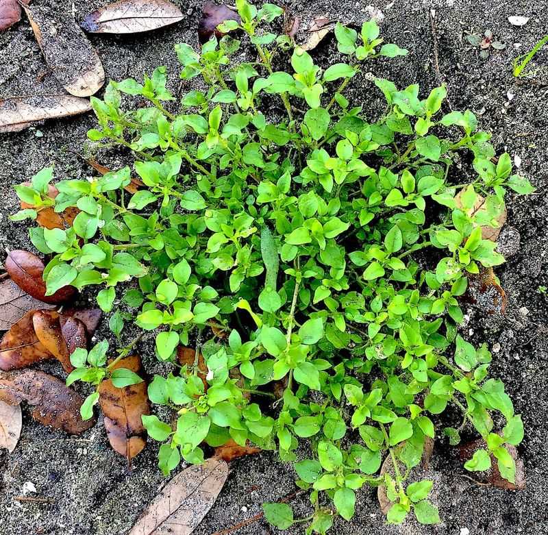 Chickweed Mulch