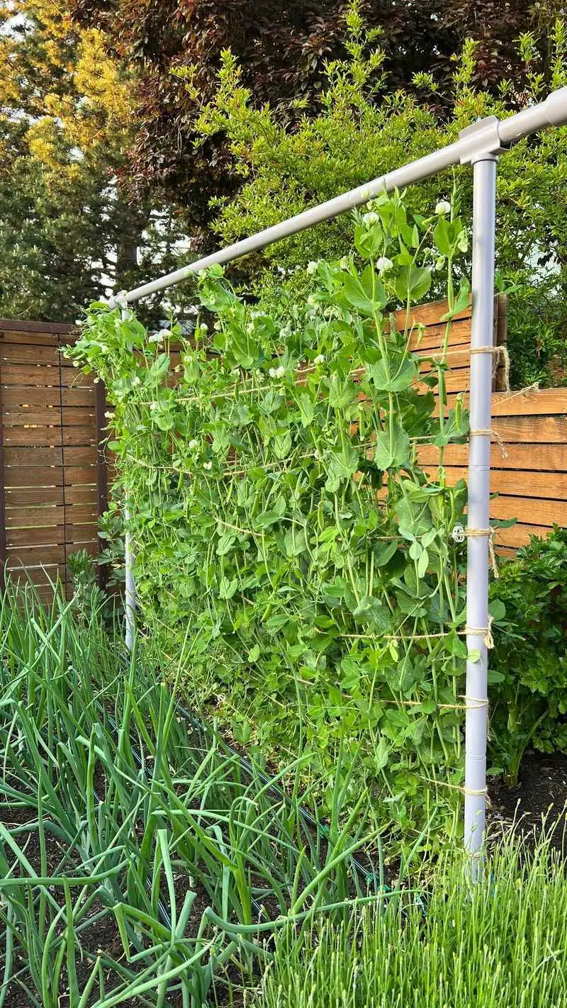 Peas