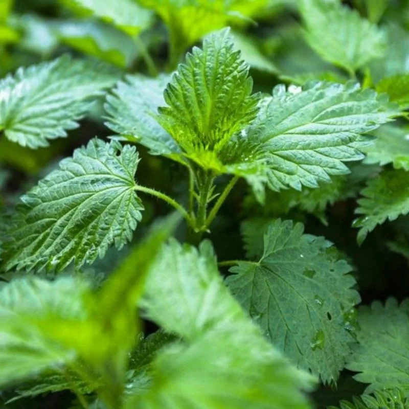 Nettles
