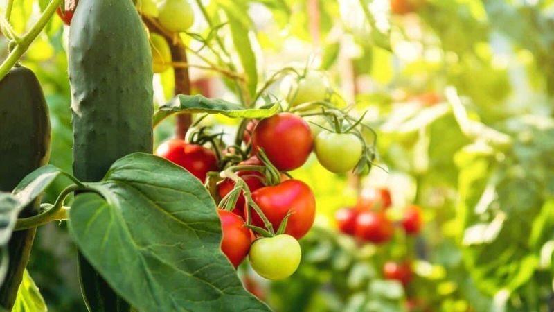 Tomato and Cucumber