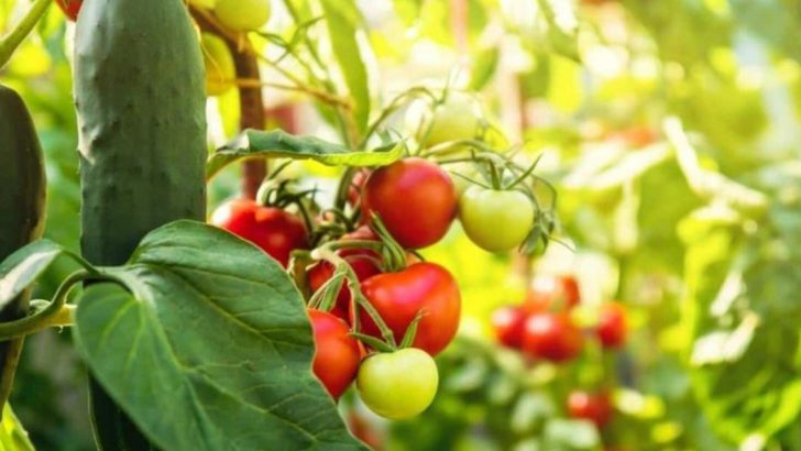 Never Plant These 16 Together—They’re Secretly Killing Each Other