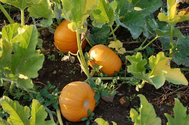 New England Pie Pumpkin