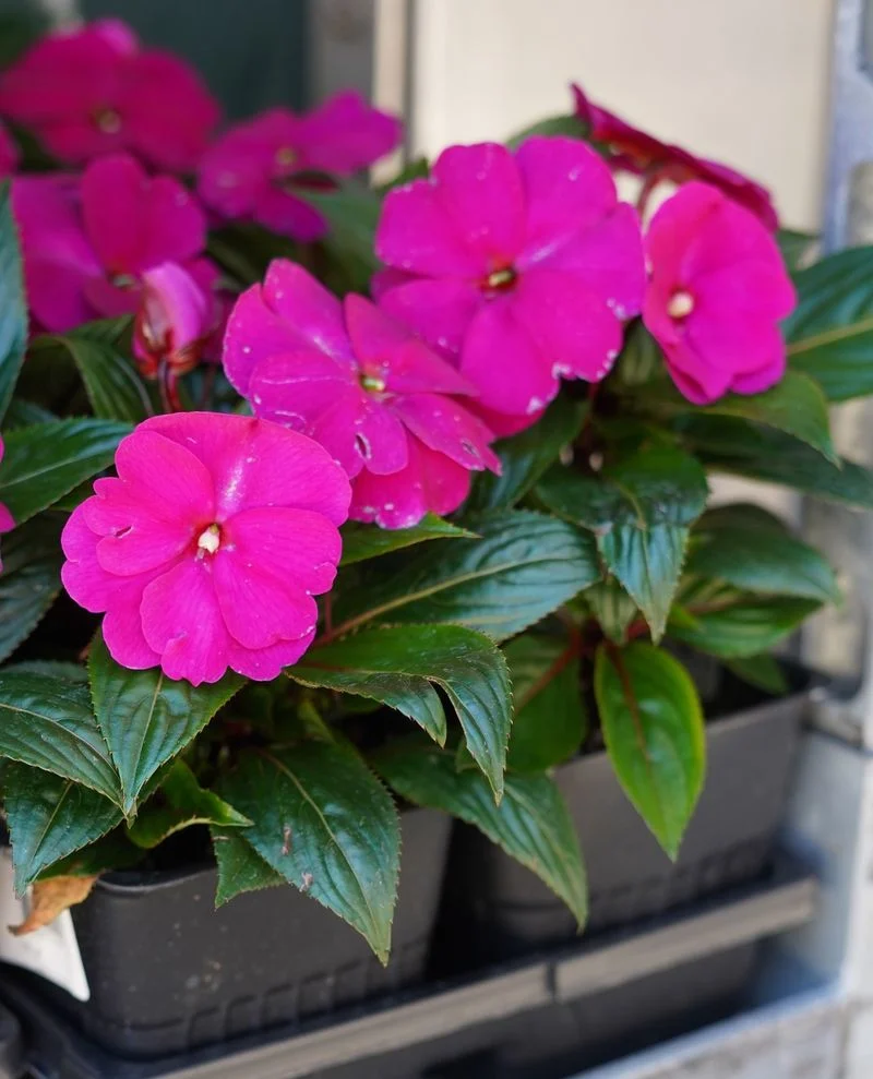 New Guinea Impatiens