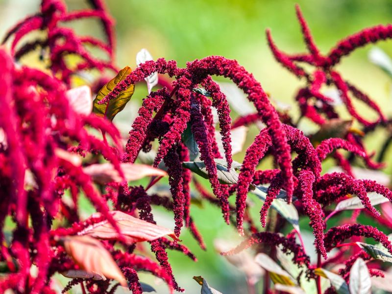 Amaranth