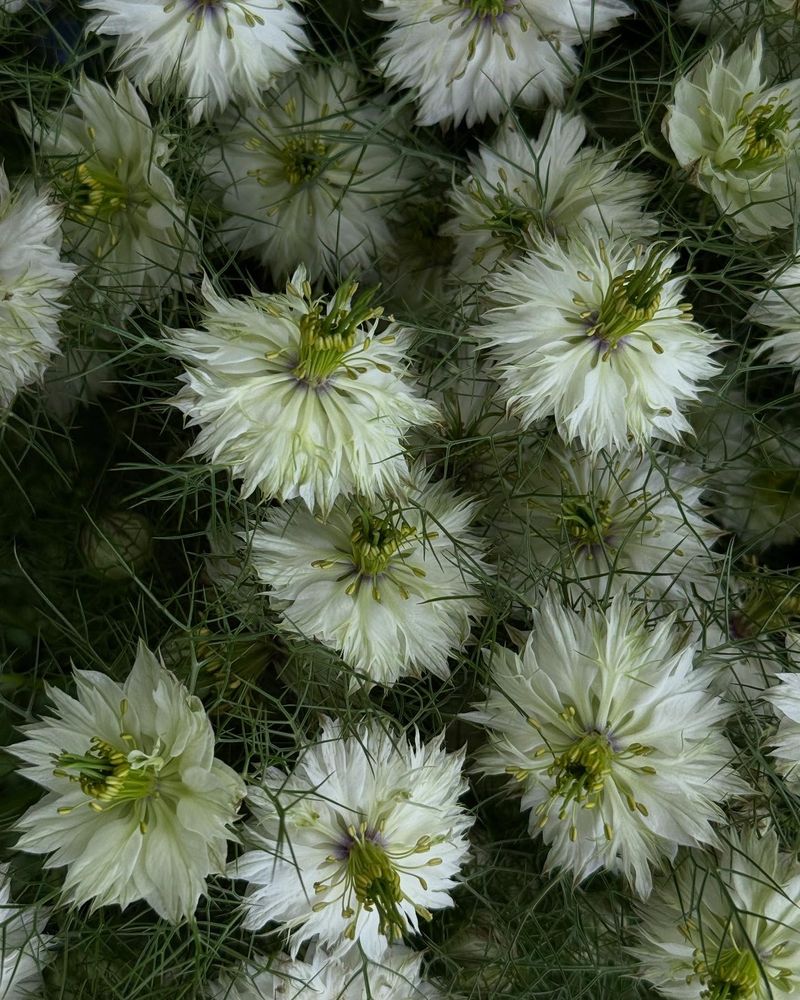 Nigella (Love-in-a-Mist)