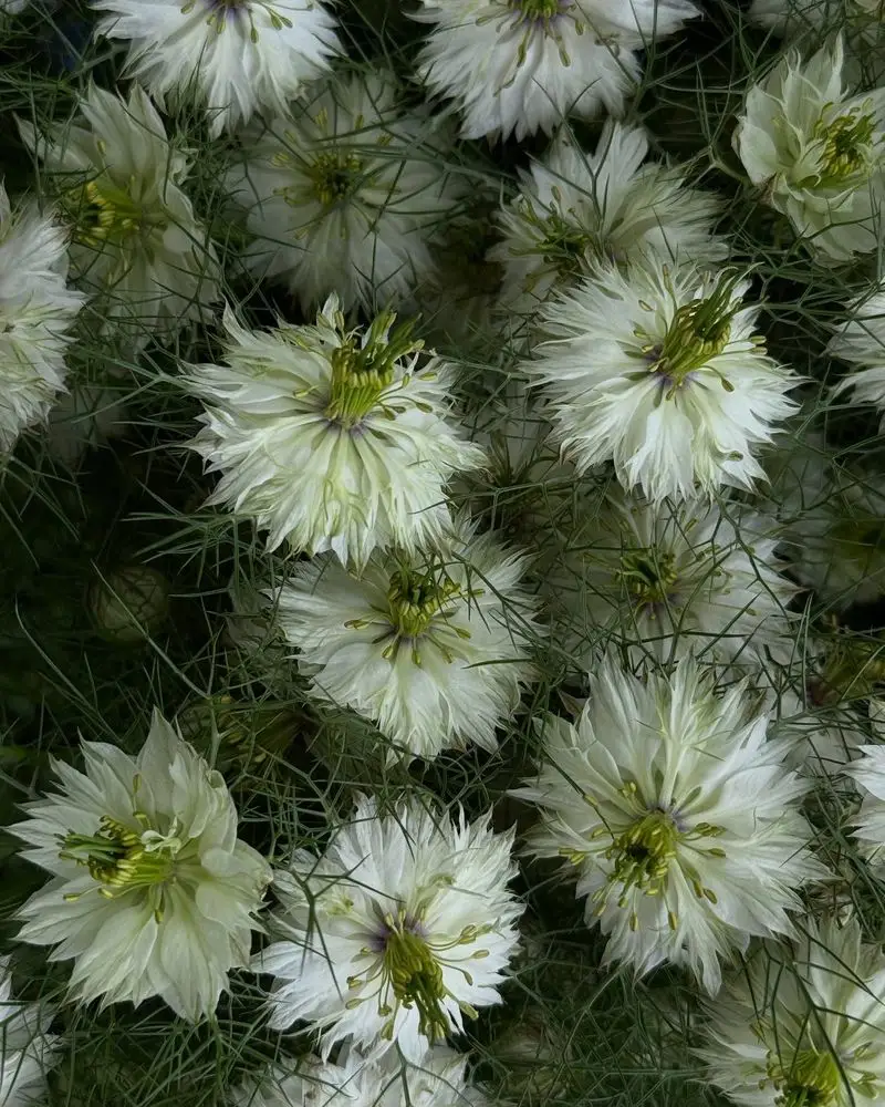 Nigella (Love-in-a-Mist)