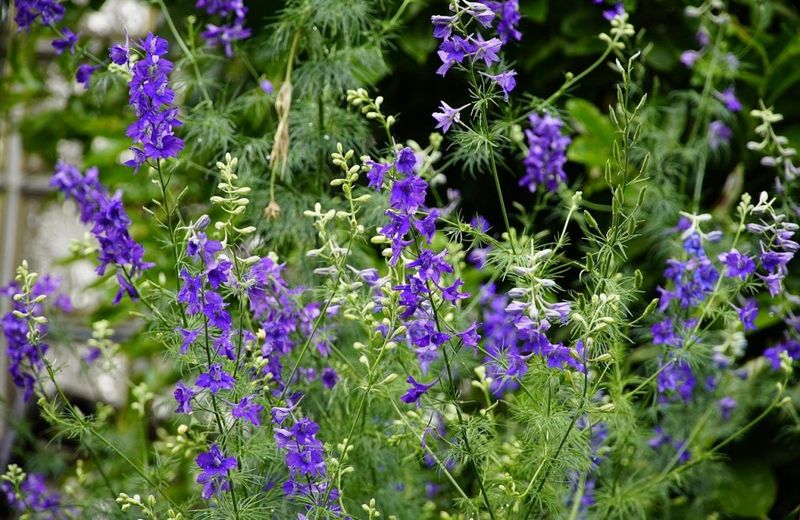 Larkspur