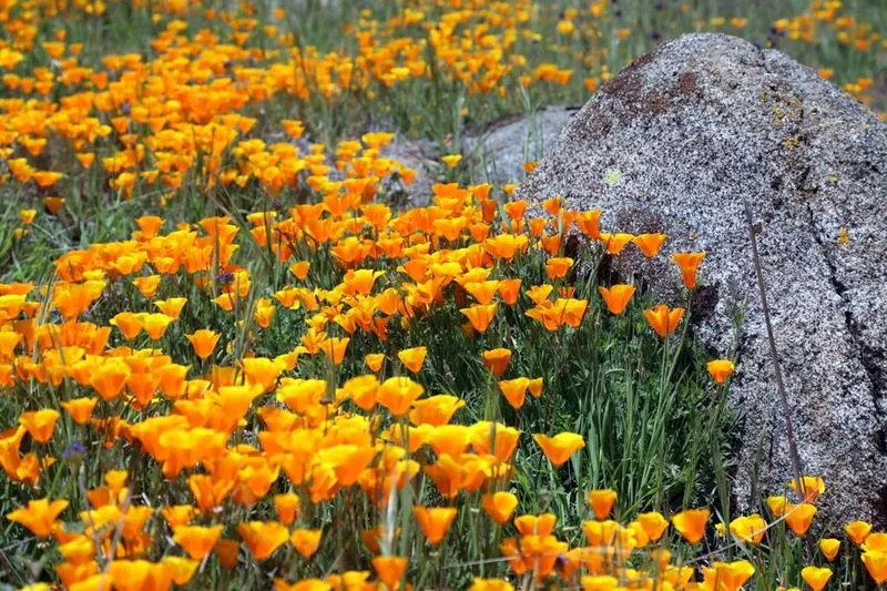 Ephemeral Poppies