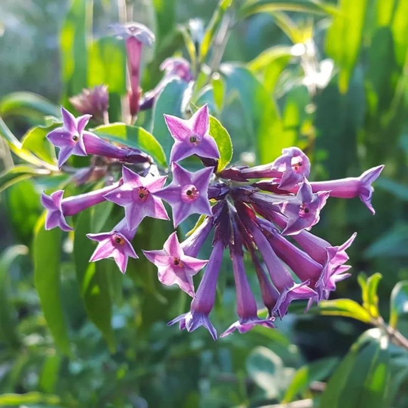 Night-Blooming Jasmine