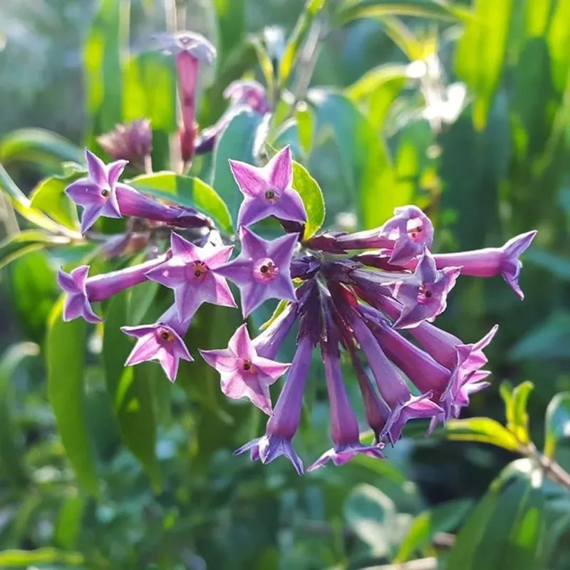 Night-Blooming Jasmine
