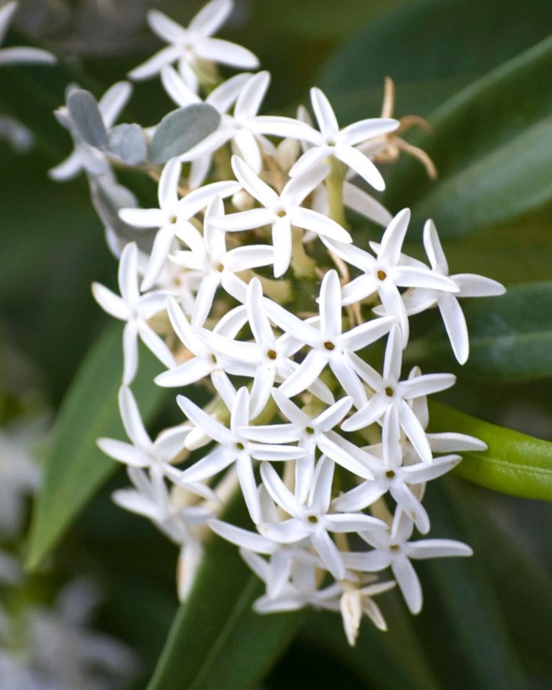 Night-Blooming Jasmine