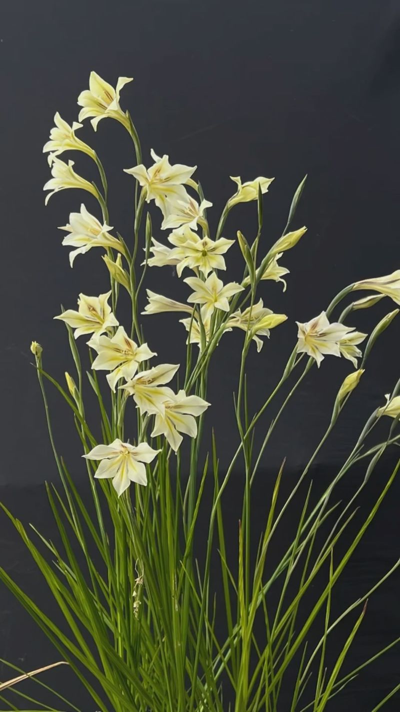 Night Gladiolus