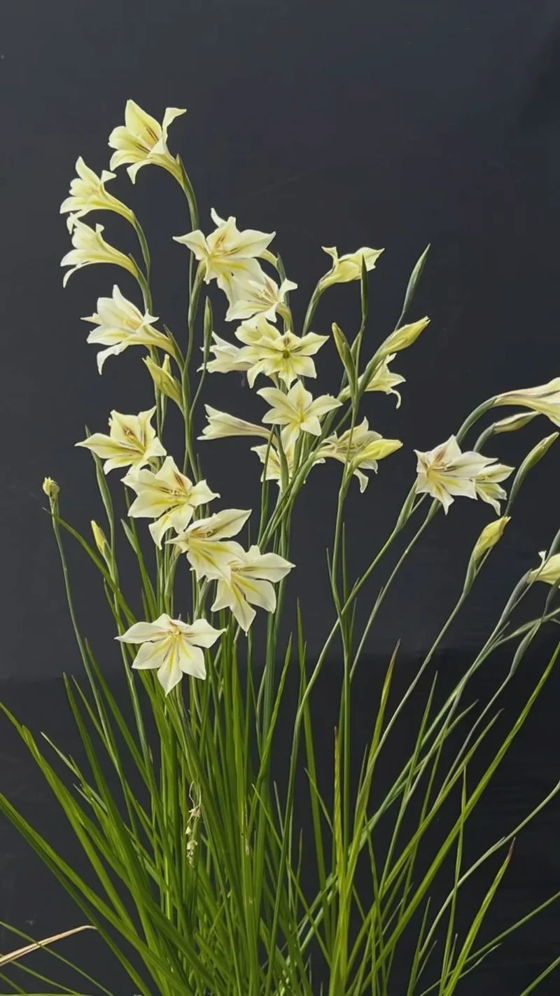 Night Gladiolus