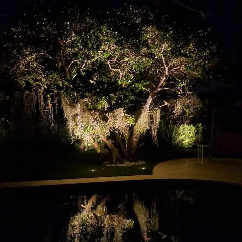 Nighttime Beauty Revealed