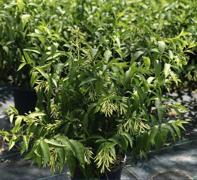 Nighttime Nurture: Night-Blooming Jasmine
