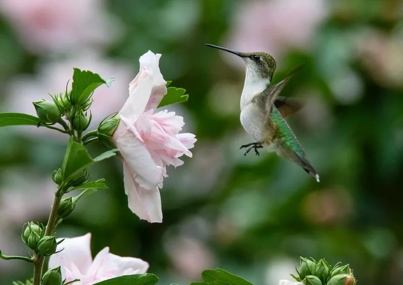 Rose of Sharon