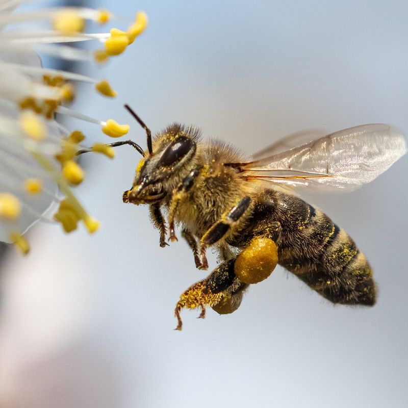 Non-Toxic to Pollinators