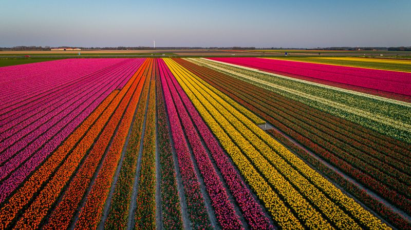 Noordoostpolder Fields