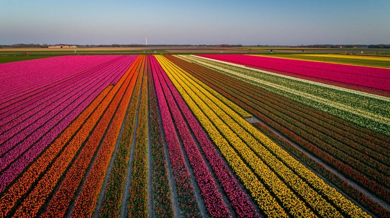 Noordoostpolder Fields