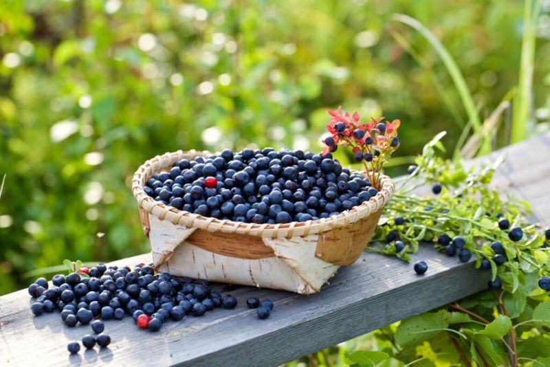 Bilberry