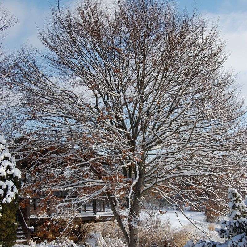 European Beech