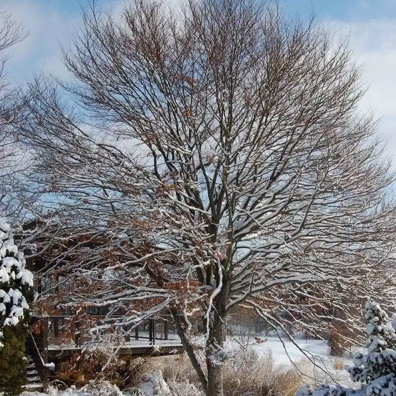 European Beech